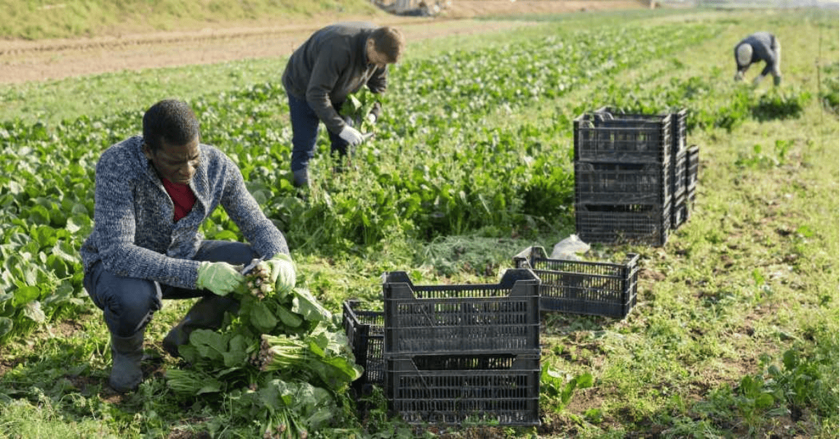 Step-by-Step Guide: How Africans Are Getting Farm Jobs Abroad
